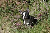 BOSTON TERRIER 084